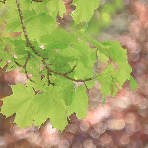 USA-Washington-Seabeck. Maple branch and spring leaves close-up. Art Print